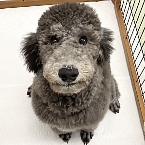 ルルくん